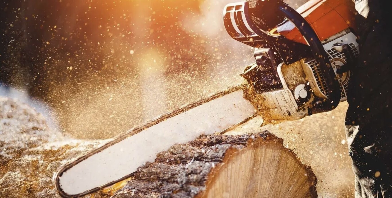 Arborist Consulting service in Florence-Graham, CA