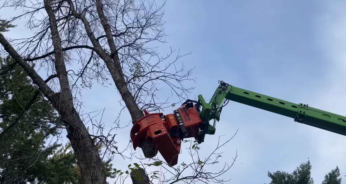 Tree Health & Maintenance service in Florence-Graham, CA